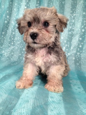 Male Schnoodle Puppy for sale September 2012